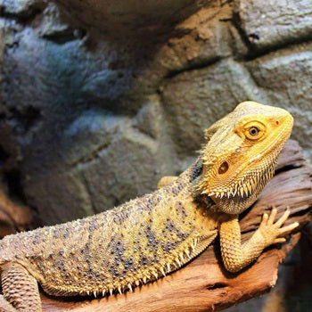 PET EDITION